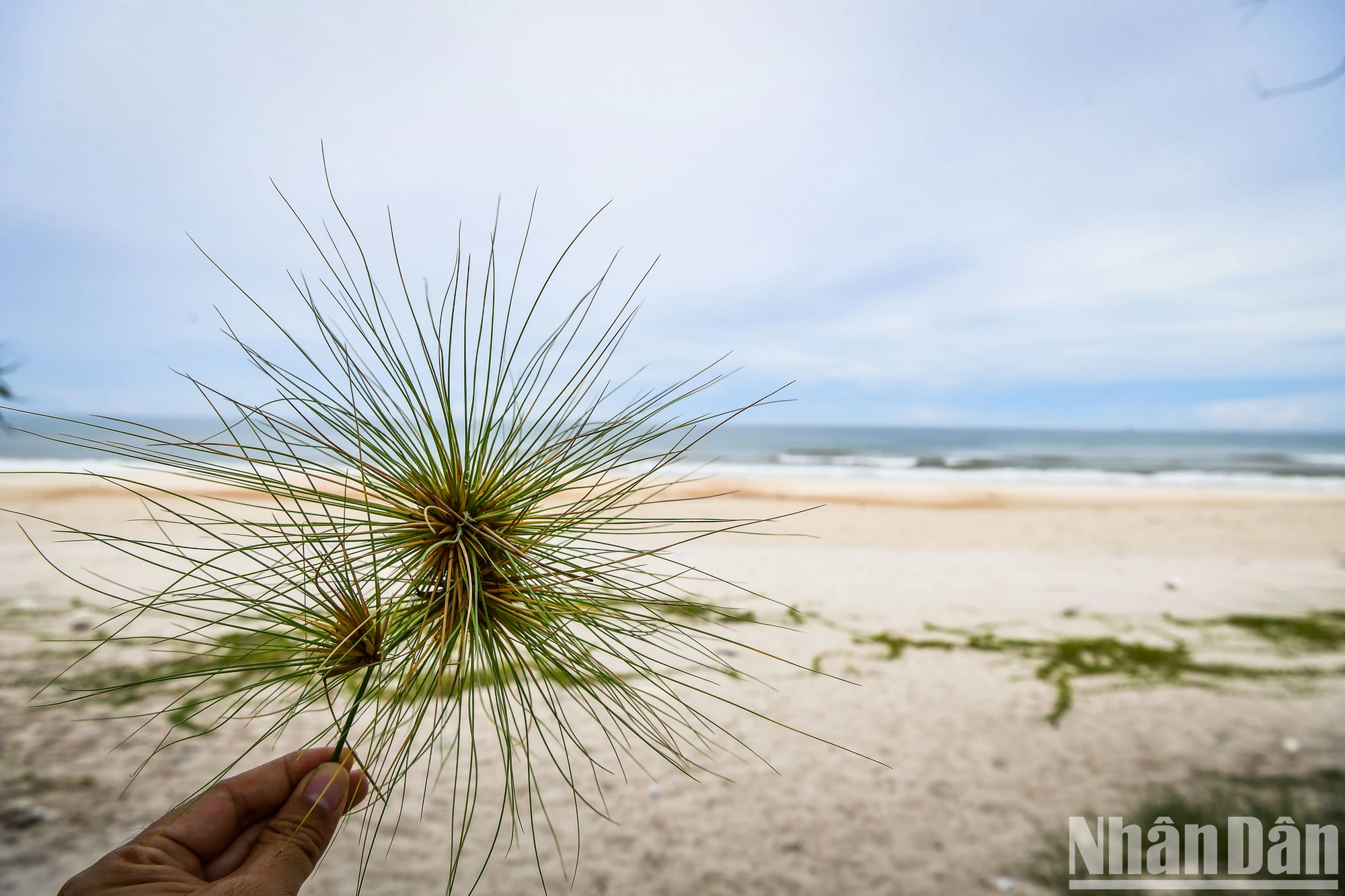 [Ảnh] Những bãi biển tuyệt đẹp của Quảng Trị du khách không nên bỏ lỡ ảnh 23