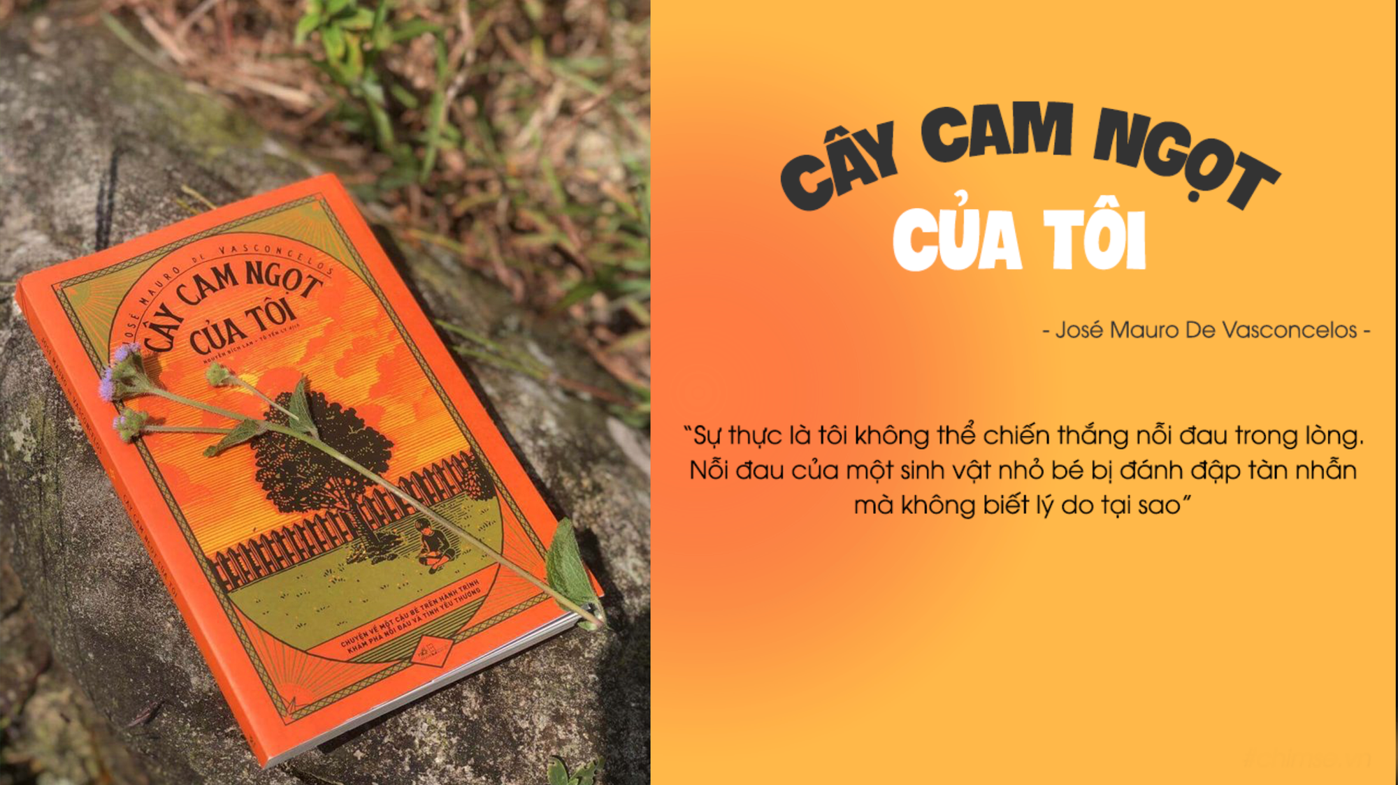 Đọc sách “Cây cam ngọt của tôi”: Lời thủ thỉ của trẻ thơ ảnh 3