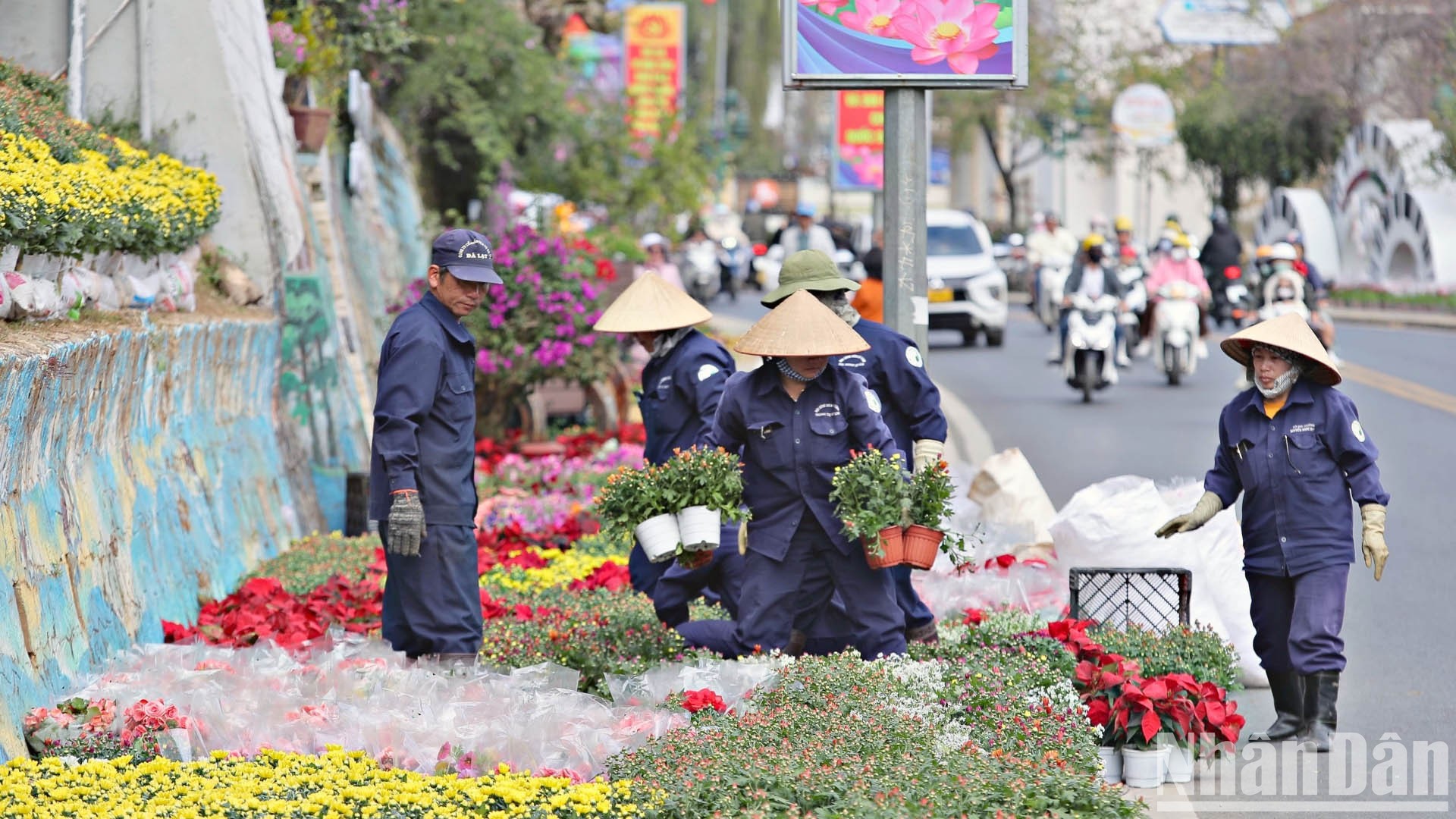 Xứ ngàn hoa Đà Lạt sẵn sàng cho “bản giao hưởng sắc màu” ảnh 6