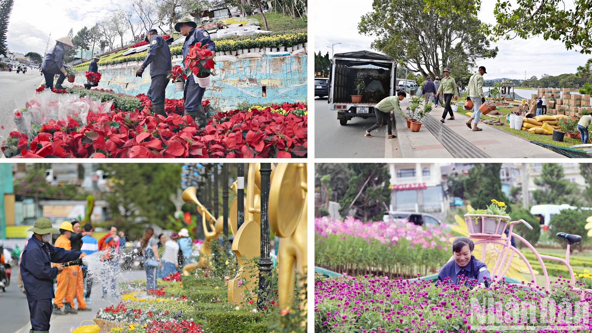 Xứ ngàn hoa Đà Lạt sẵn sàng cho “bản giao hưởng sắc màu” ảnh 4