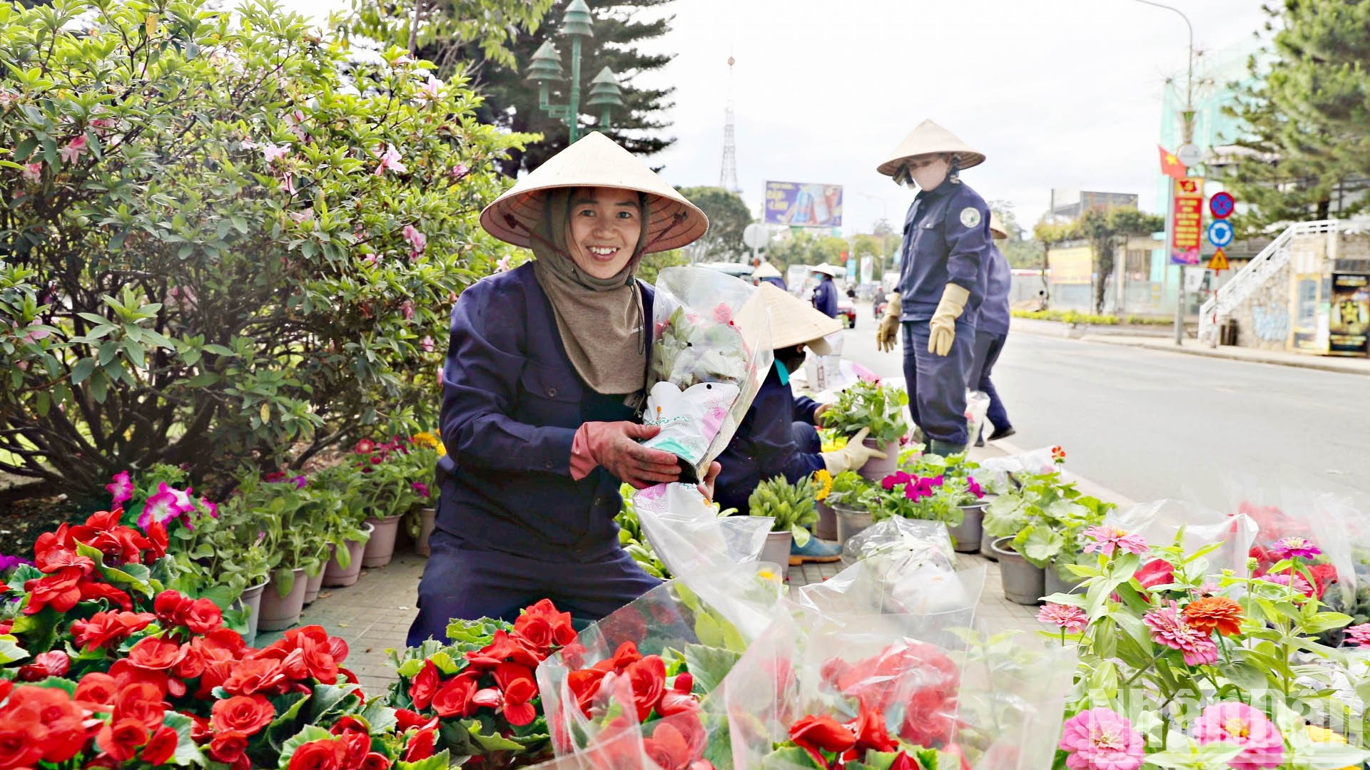 Xứ ngàn hoa Đà Lạt sẵn sàng cho “bản giao hưởng sắc màu” ảnh 3