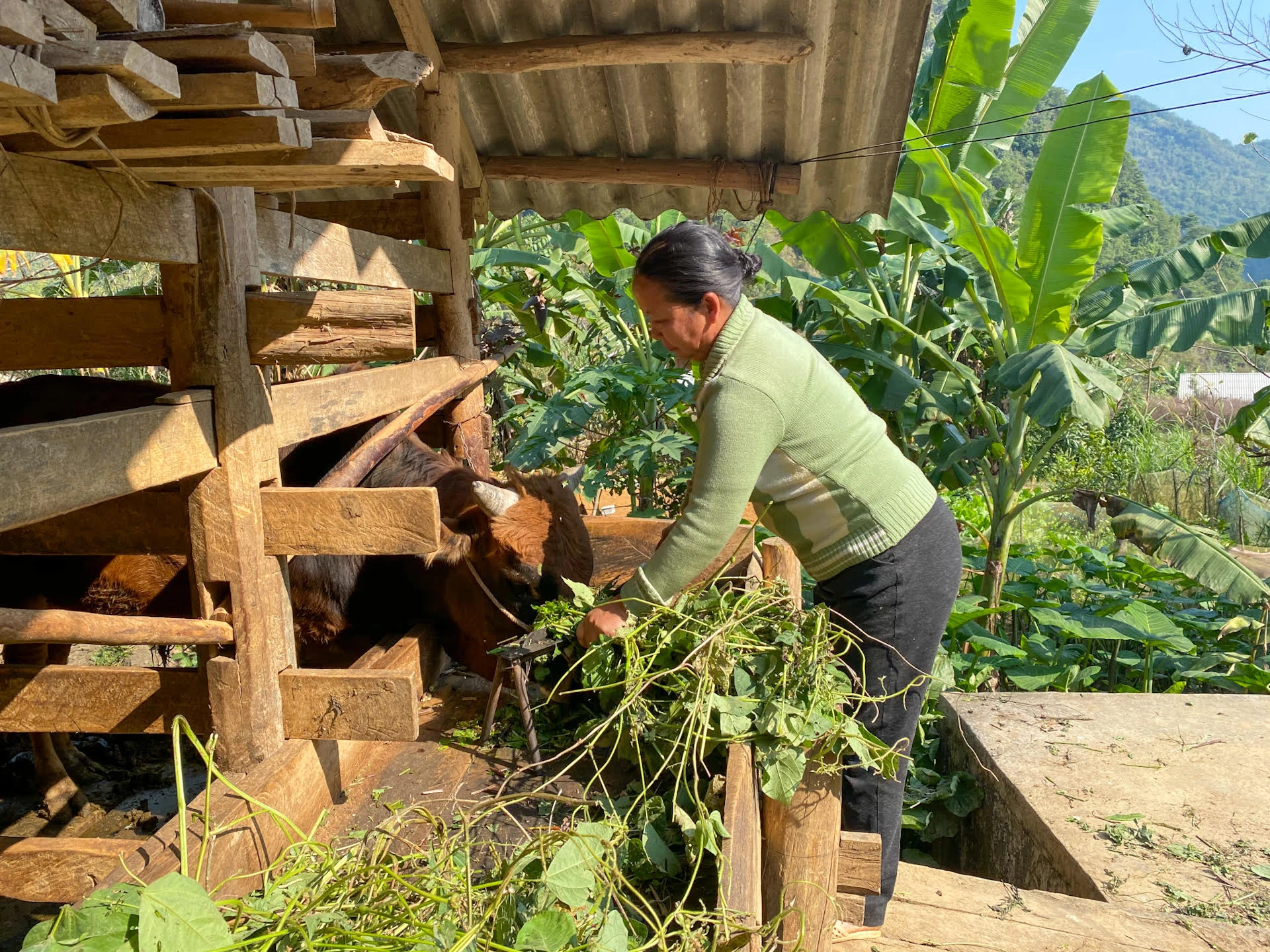 Chung tay phát triển vùng đồng bào dân tộc thiểu số và miền núi ảnh 4