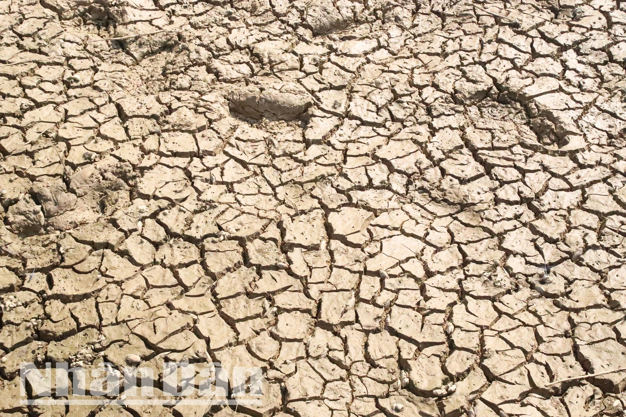 Đắk Lắk đang đối mặt với khô hạn ảnh 6