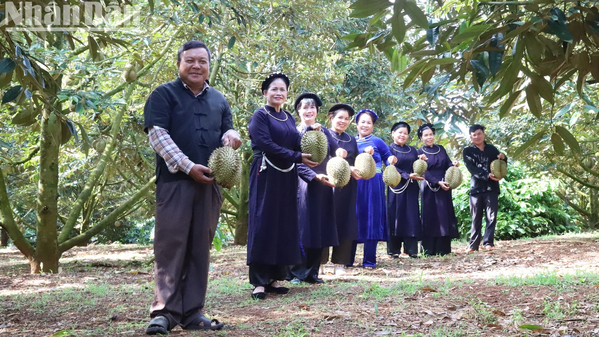 Đồng bào dân tộc Tày ở huyện Krông Pắc luyện tập để giới thiệu sản phẩm sầu riêng thơm, ngon của địa phương với du khách tham gia Lễ hội Sầu riêng huyện Krông Pắc lần thứ 2 năm 2024 khi trải nghiệm thưởng thức sầu riêng tại vườn.