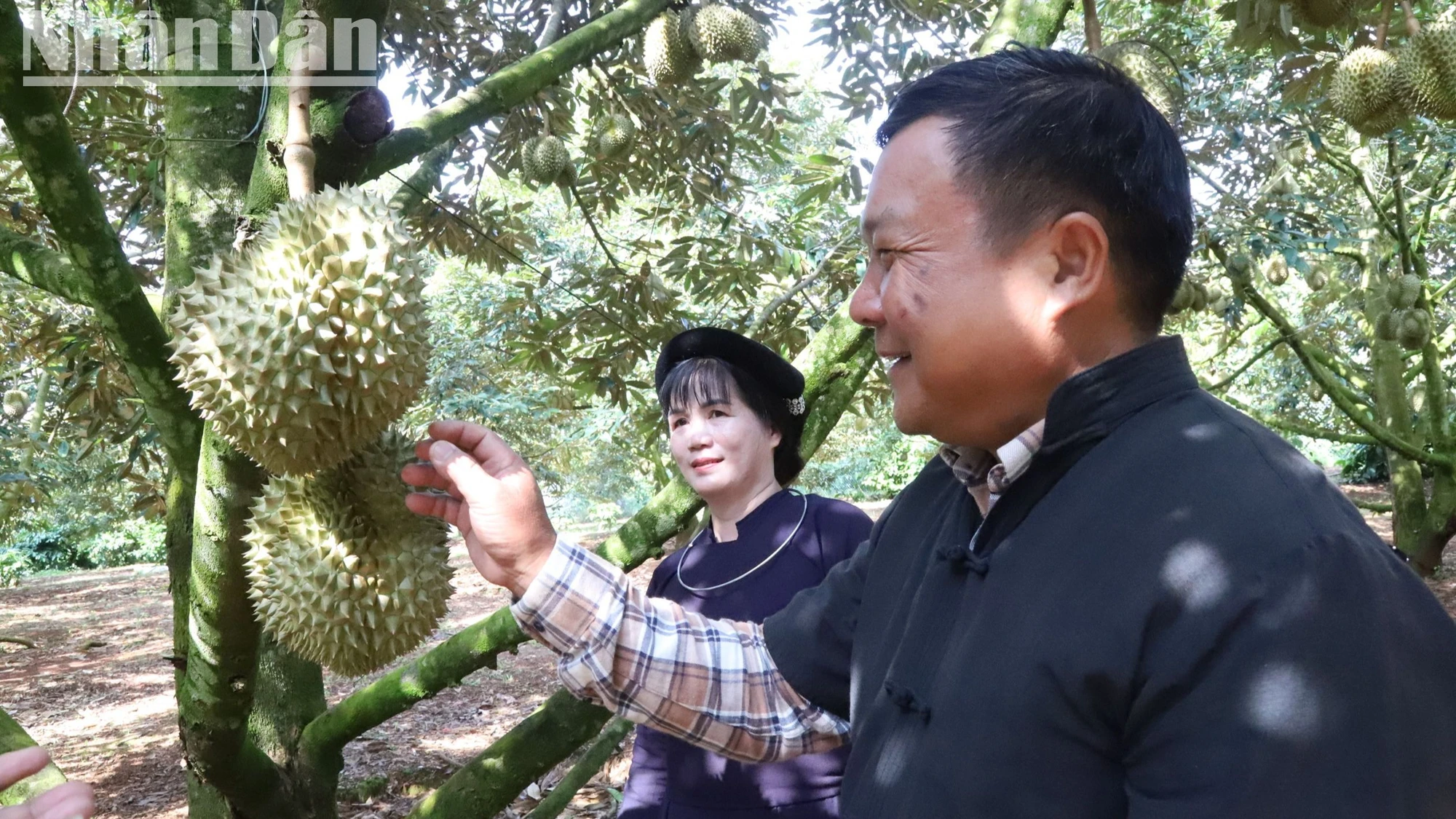 Không chỉ đồng bào dân tộc thiểu số tại chỗ mà đồng bào dân tộc từ các tỉnh miền núi phía bắc di cư vào sinh sống trên địa bàn các tỉnh Tây Nguyên cũng biết trồng sầu riêng mang lại nguồn thu nhập cao.