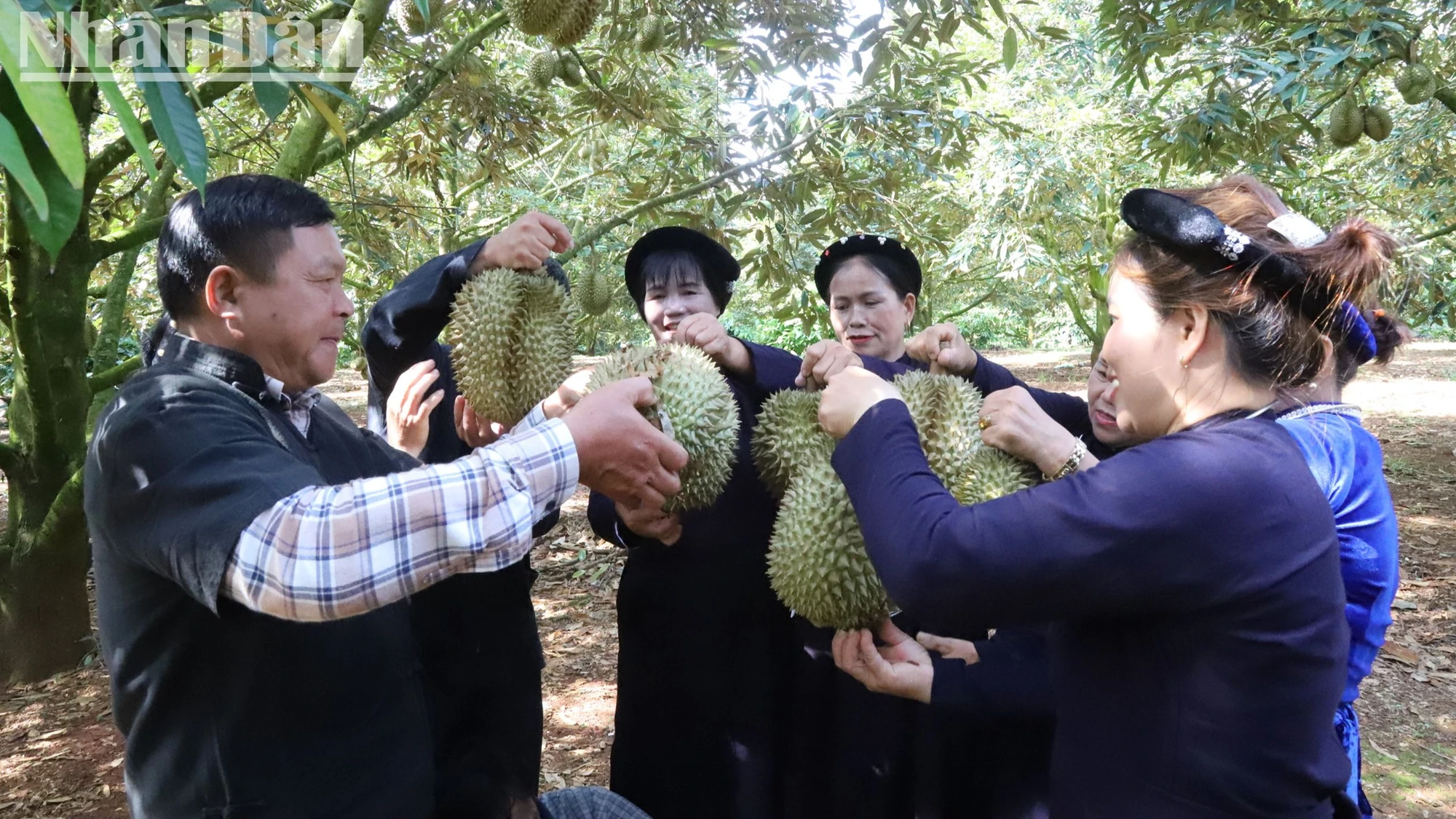 Đồng thời, du khách sẽ được tận mắt chứng kiến những thay đổi lớn trong cuộc sống của đồng bào các dân tộc ở Đắk Lắk nhờ trồng sầu riêng.