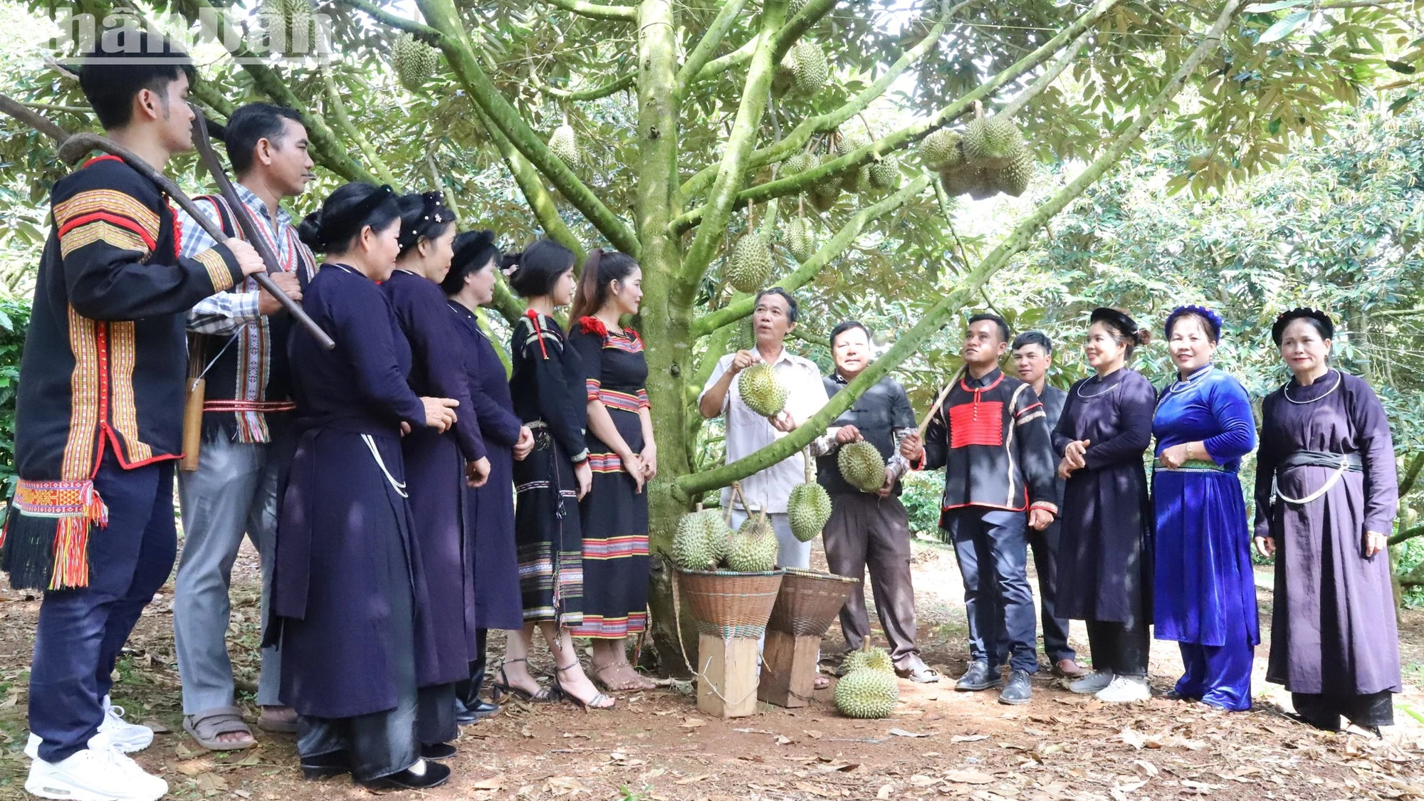 Sau 49 năm đất nước hòa bình, độc lập, dưới sự lãnh đạo của Đảng và sự hỗ trợ, hướng dẫn của các cấp ủy, chính quyền địa phương cùng các ngành chức năng, đồng bào dân tộc thiểu số ở Tây Nguyên không chỉ biết làm lúa nước, trồng các loại cây công nghiệp dài ngày có giá trị kinh tế cao như cà-phê, hồ tiêu, điều, mắc-ca… mà những năm gần đây còn biết trồng sầu riêng.