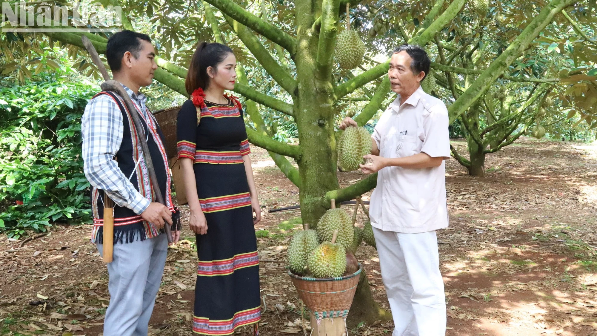 Ông Mai Đình Thọ, Chủ tịch Hội đồng quản trị Hợp tác xã dịch vụ nông nghiệp Sạch, huyện Krông Pắc hướng dẫn đồng bào dân tộc thiểu số tại chỗ cách thu hoạch, bảo quản sầu riêng bảo đảm chất lượng.