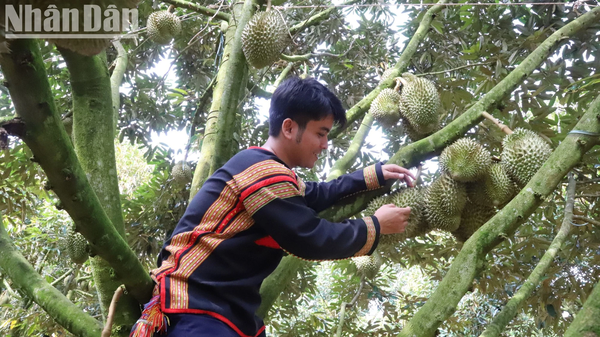 Đồng bào Tây Nguyên vui cùng Lễ hội Sầu riêng ảnh 10