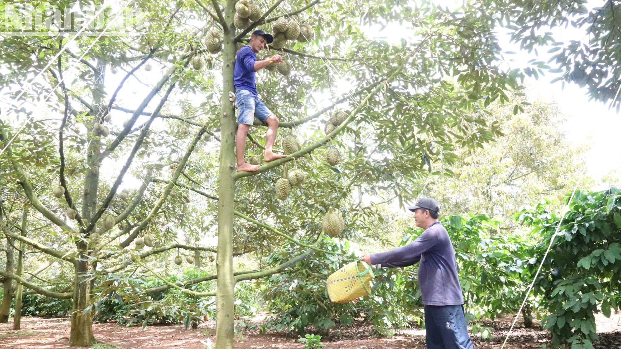 Hiện nay đang trong thời kỳ cao điểm của vụ thu hoạch sầu riêng ở Đắk Lắk nên nông dân tất bật thu hoạch sầu riêng.