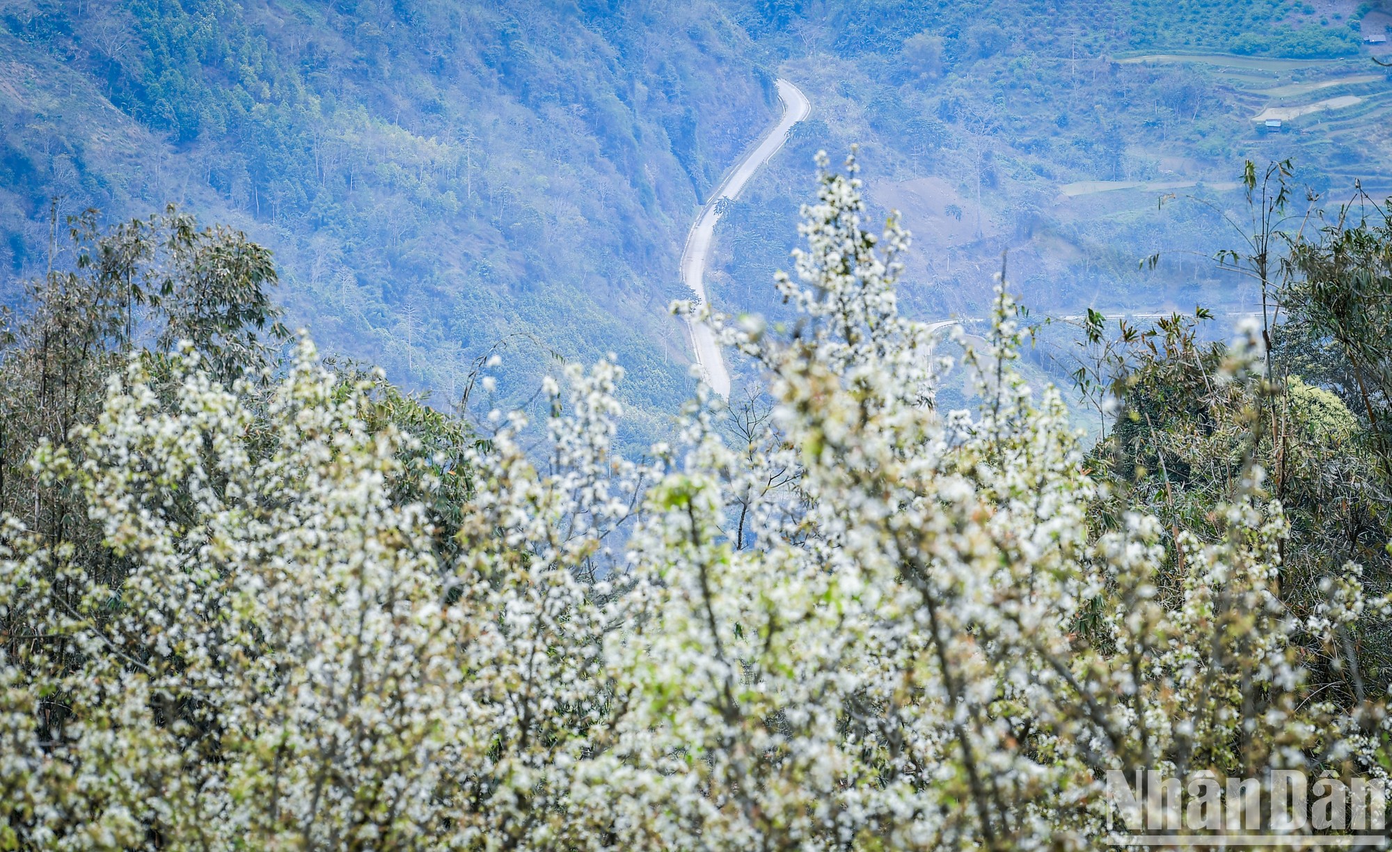 [사진] 나항, 뚜옌꽝의 동화같은 배꽃밭에 푹 빠져 사진 10