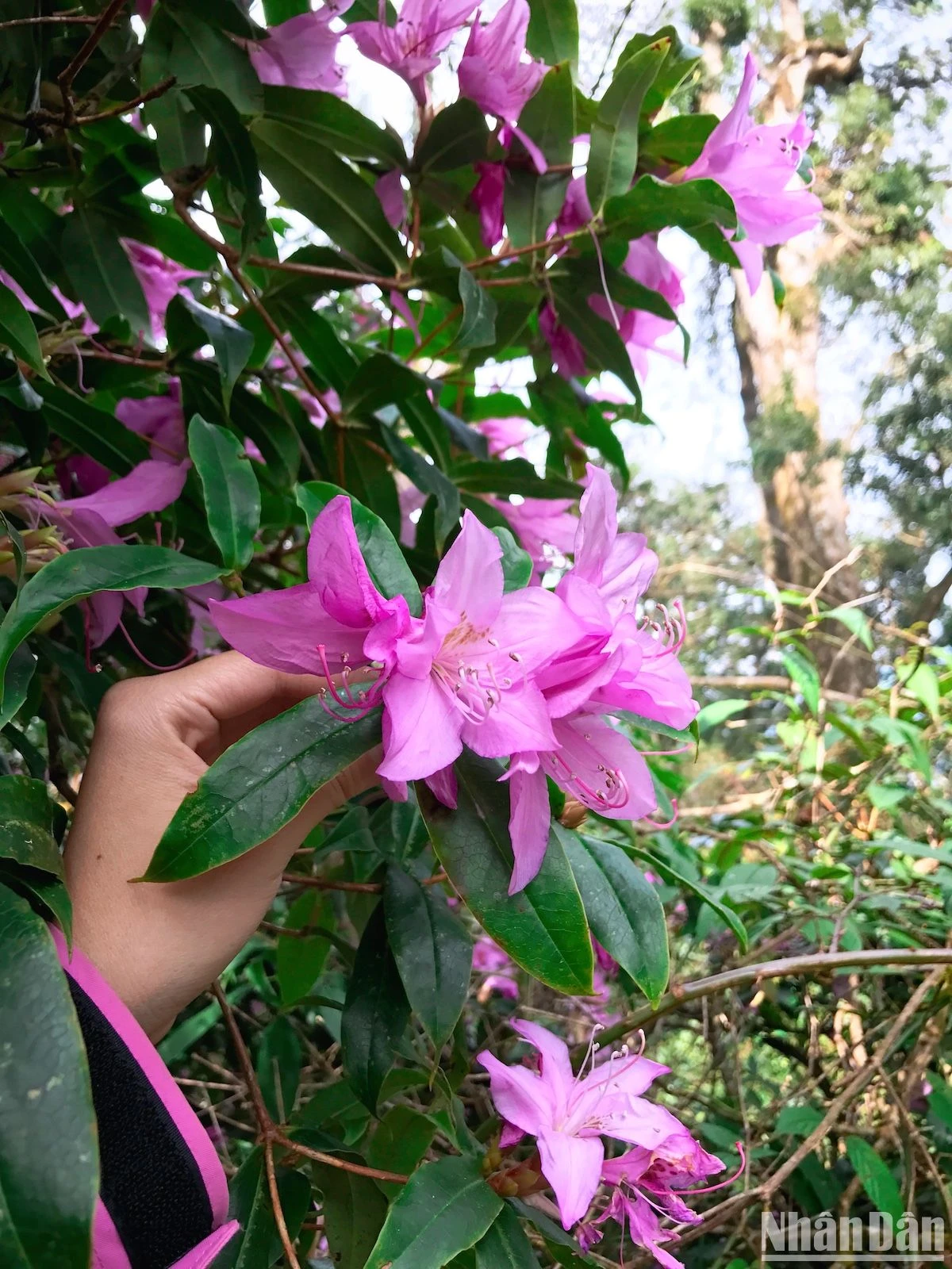 Chiêm ngưỡng đỗ quyên đầu mùa nơi núi rừng Tây Bắc ảnh 7