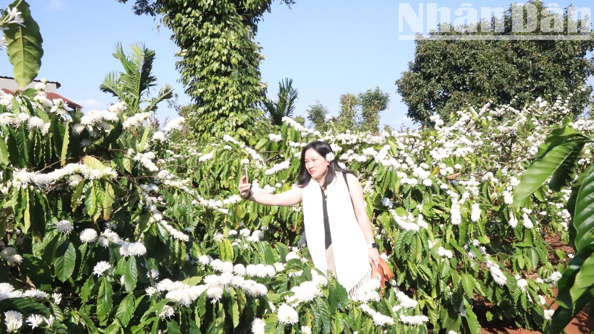 [Ảnh] Say đắm hương sắc mùa hoa cà-phê giữa đại ngàn Tây Nguyên ảnh 16