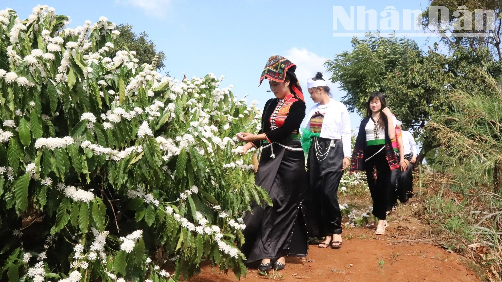 [Ảnh] Say đắm hương sắc mùa hoa cà-phê giữa đại ngàn Tây Nguyên ảnh 8