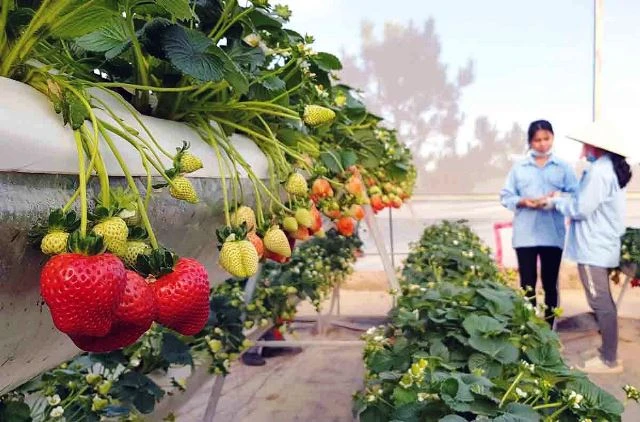 Thêm hai nhãn hiệu độc quyền “Dâu tây Đà Lạt” và “Hồng Đà Lạt” -0