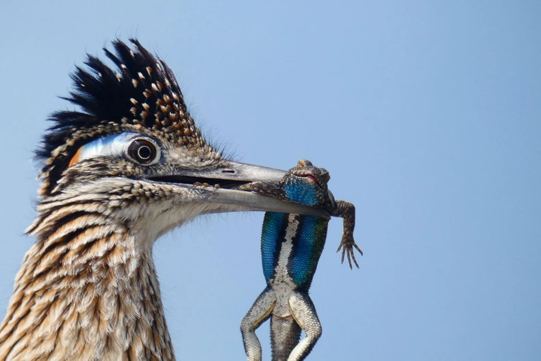 Những bức ảnh chim đẹp nhất Giải thưởng Nhiếp ảnh Audubon -0
