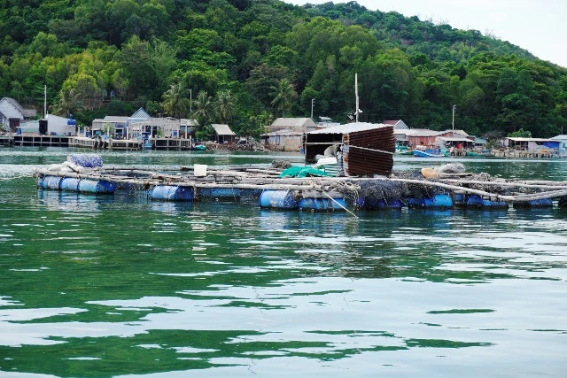 Hàng trăm tấn cá nuôi lồng bè ở Kiên Giang chết hàng loạt -0