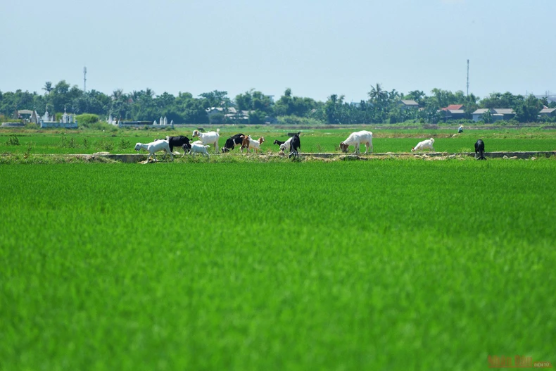 Làng nghề hoa giấy Thanh Tiên -0