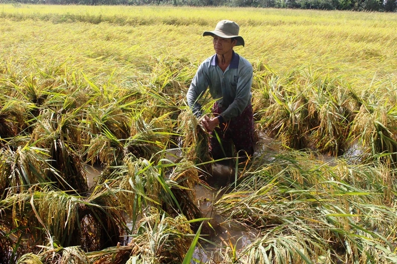 Hàng nghìn ha lúa ở Hậu Giang bị thiệt hại do mưa kéo dài -0