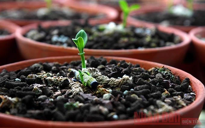"Bong bóng" lan đột biến rồi sẽ "xẹp" ảnh 1