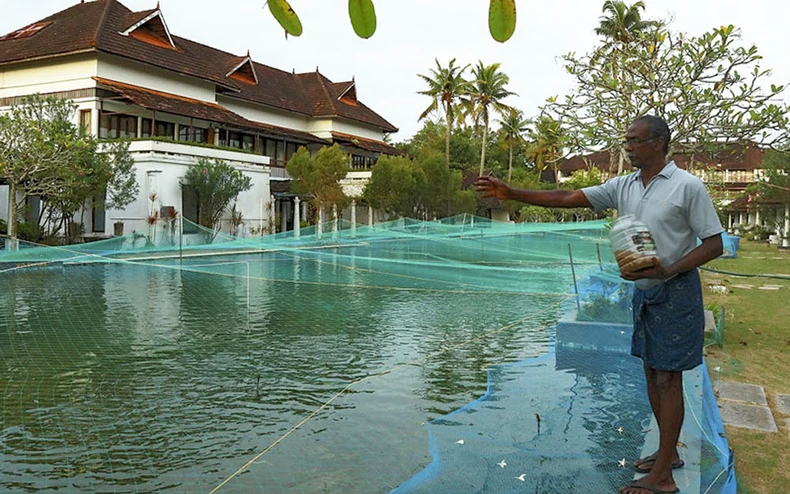 Covid-19 tấn công, resort biến bể bơi thành hồ nuôi cá thương phẩm -0