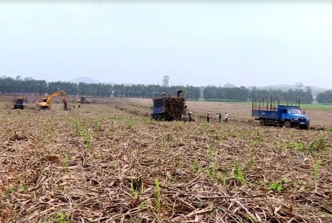 Ngành mía đường Thanh Hóa nỗ lực vượt khó -0