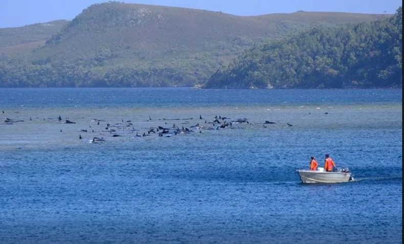 Khoảng 270 con cá voi mắc cạn trên bãi cát ngoài khơi Australia -0