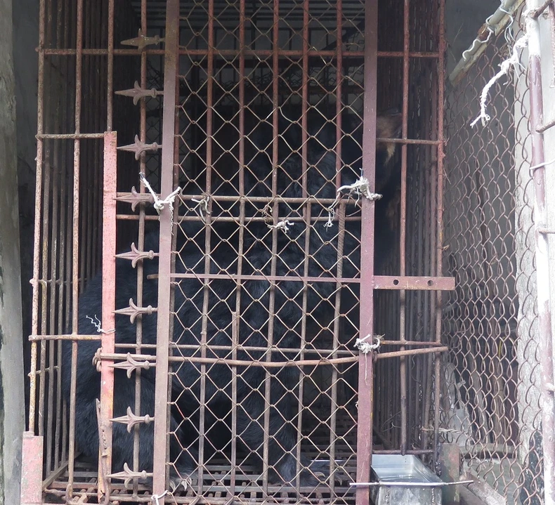 Chuyển giao cá thể gấu nuôi nhốt hơn 15 năm ở Hải Dương -0