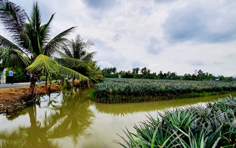 Đến với xứ Gò Quao -0