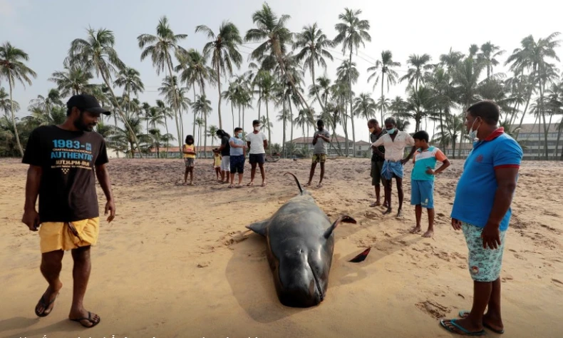 Sri Lanka giải cứu 100 con cá voi khỏi vụ mắc cạn hàng loạt -0
