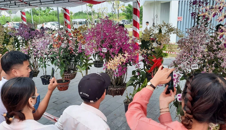 Rực rỡ sắc màu hoa phong lan toàn quốc -0