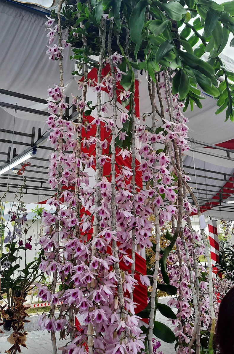 Rực rỡ sắc màu hoa phong lan toàn quốc -0