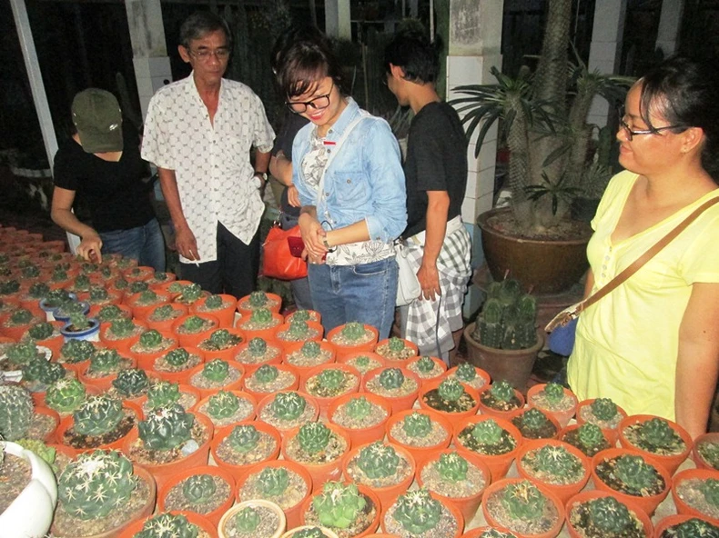 Người mê… xương rồng ở miền tây -0