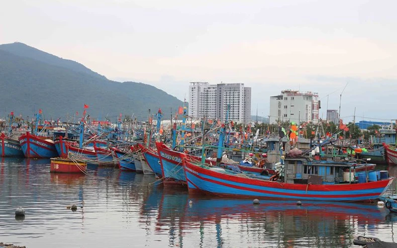 Đà Nẵng hỗ trợ phát triển thủy sản, hiện đại hóa nghề cá -0