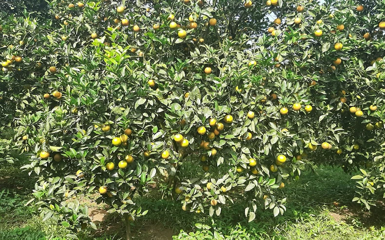 Cao Phong giữ vũng thương hiệu cam trước cơn lốc khủng hoảng giá -0