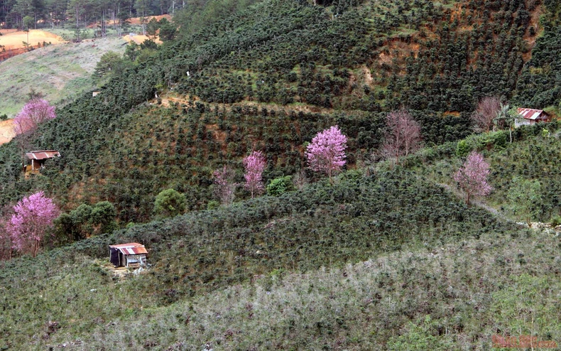 Sắc hồng giữa cao nguyên Lang Biang -0