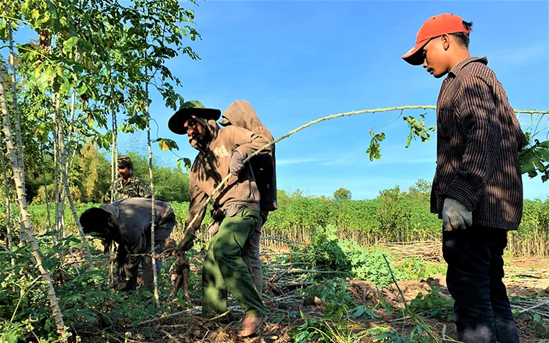 Mùa xua đuổi voi rừng -0