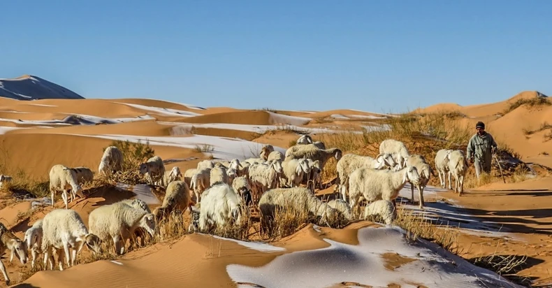 Tuyết rơi hiếm hoi ở sa mạc Sahara -0