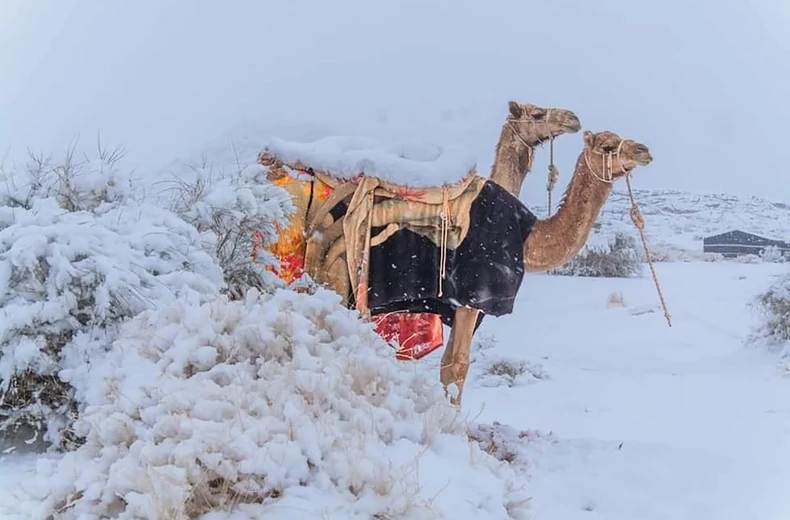 Tuyết rơi hiếm hoi ở sa mạc Sahara -0