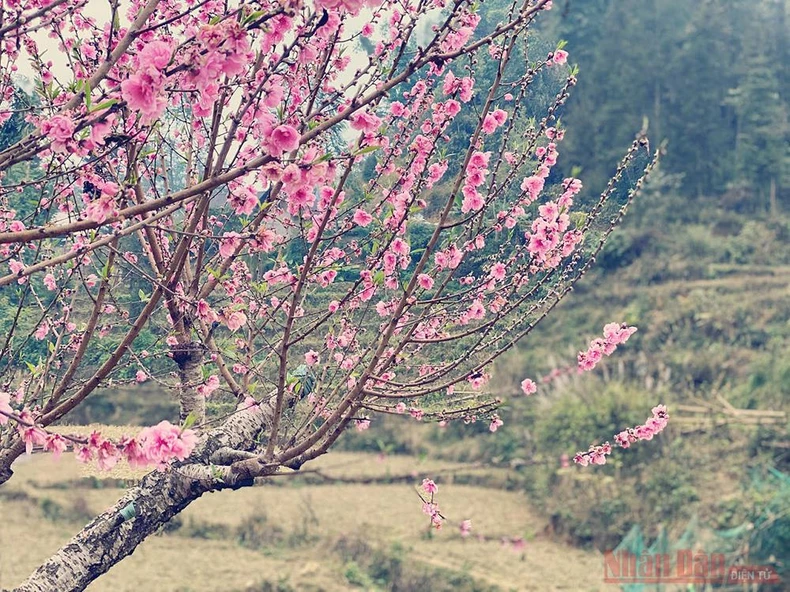 “Thập lý đào hoa” trên “cao nguyên trắng” Bắc Hà -0