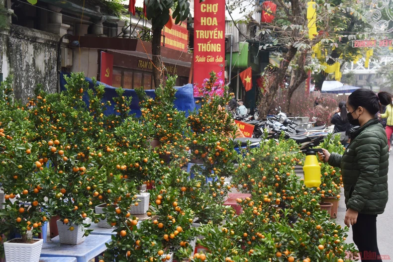 Rực rỡ chợ hoa Tết Hàng Lược -1