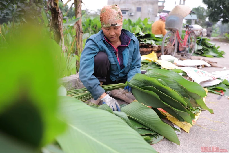 8la_dong_trang_cat-1612948415339.jpg