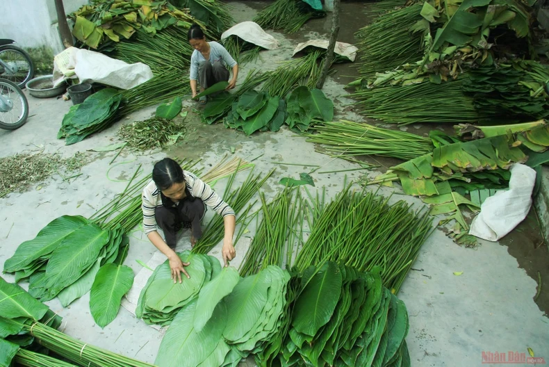 9la_dong_trang_cat_1-1612948415887.jpg
