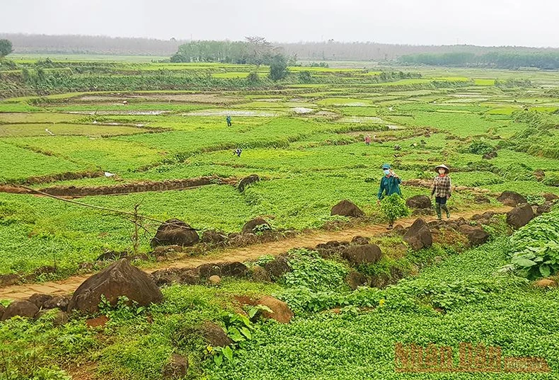 Xuân ấm trên vùng bão lũ -0