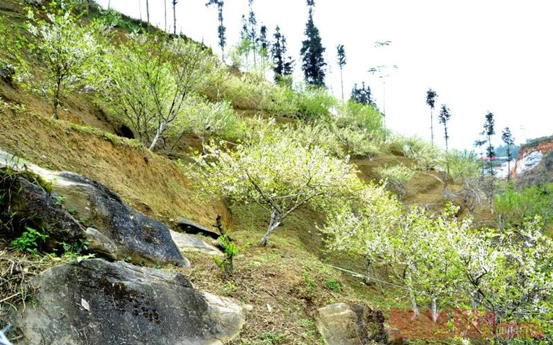 Mùa hoa mận trên cao nguyên trắng Bắc Hà -3