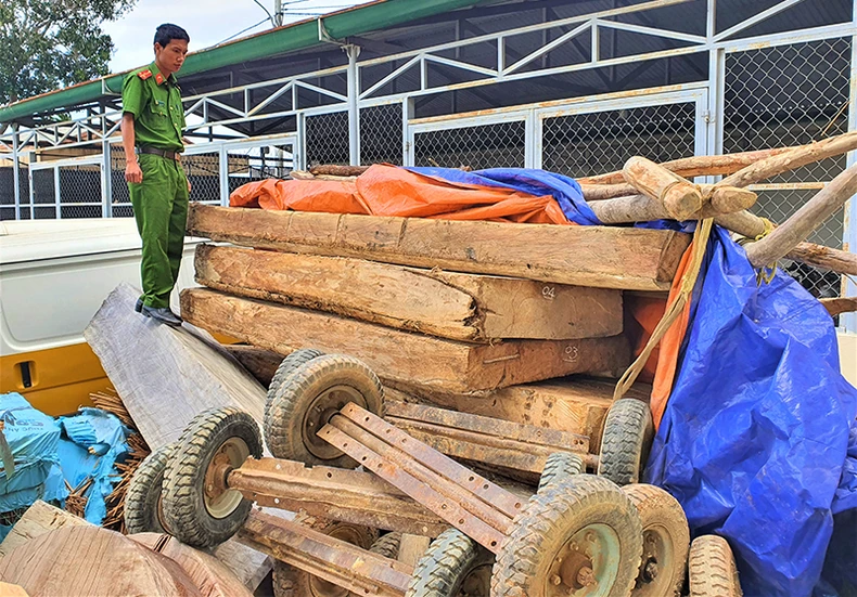 Rừng pơ-mu nguyên sinh ở Đắk Lắk tiếp tục bị khai thác trái phép -0