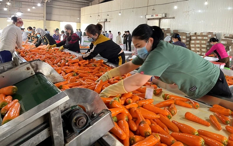Quyết liệt đẩy lùi dịch bệnh, phát triển kinh tế - xã hội ở Hải Dương -0