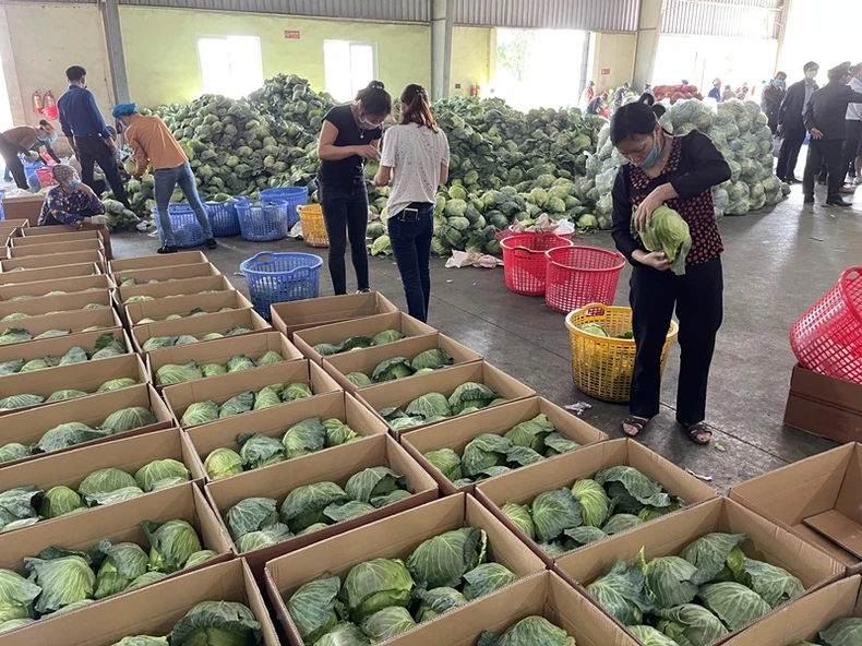 Quyết liệt đẩy lùi dịch bệnh, phát triển kinh tế - xã hội ở Hải Dương -0