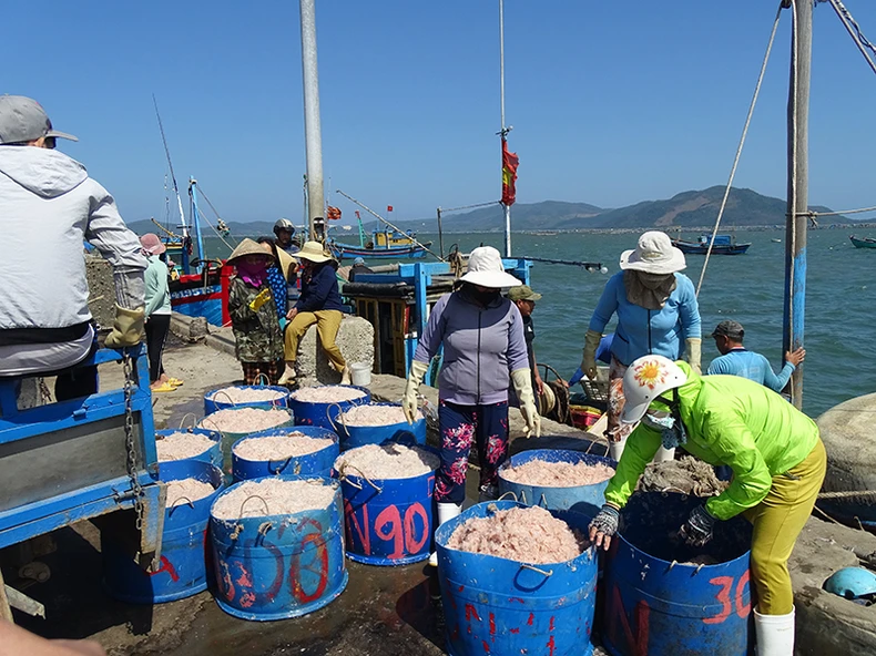 Ngư dân thị xã Sông Cầu được mùa ruốc biển -0