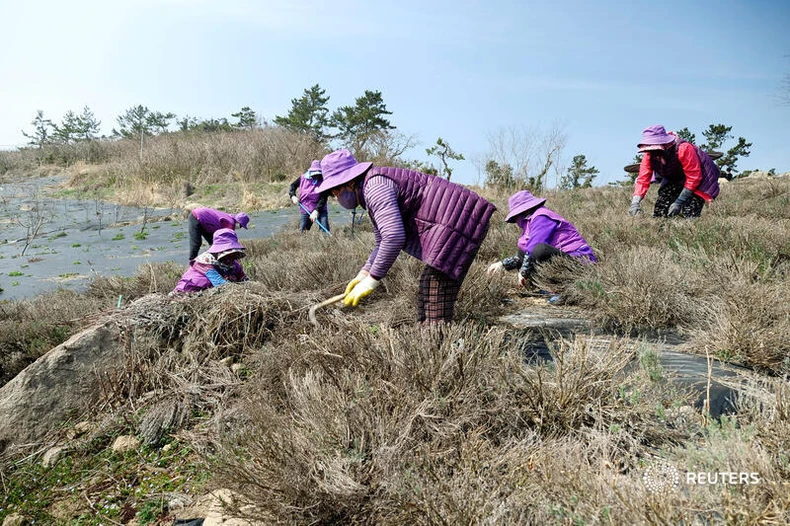 Độc đáo “Quần đảo Tím” hút khách ở Hàn Quốc -0
